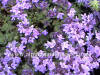 Thymus Lavender photo and description