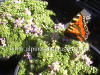 Thymus serphyllum Minimus photo and description