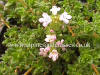 Thymus vulgaris Pinewood Pine Scented photo and description