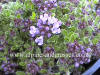 Thymus Russettings photo and description