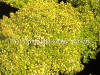 Thymus x citriodorus Archer's Gold photo and description