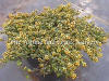 Thymus x citriodorus Doone Valley photo and description