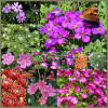 Alpine plants alpines special offers mail order grower UK