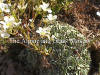 Saxifraga paniculata Archdale photo and description