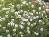 Saxifraga hypnoides Densa photo and description
