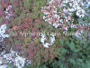 Sedum album Coral Carpet photo and description