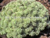 Sedum hispanicum photo and description