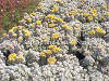 Sedum spathulifolium Cape Blanco, Cappa Blanca photo and description