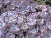 Sedum spathulifolium Purpureum photo and description