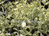 Silene uniflora Druett's Variety photo and description