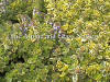 Thymus x citriodorus Golden King photo and description