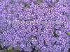 Thymus serphyllum var lanuginosus photo and description