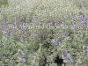 Thymus vulgaris Silver Posie photo and description