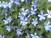 Viola cornuta Boughton Blue photo and description